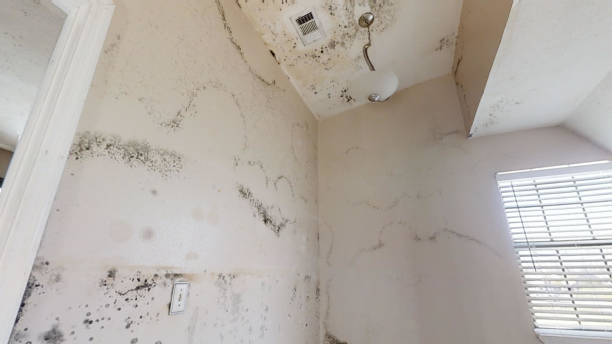 Professional Mold Removal in Carthage, NC