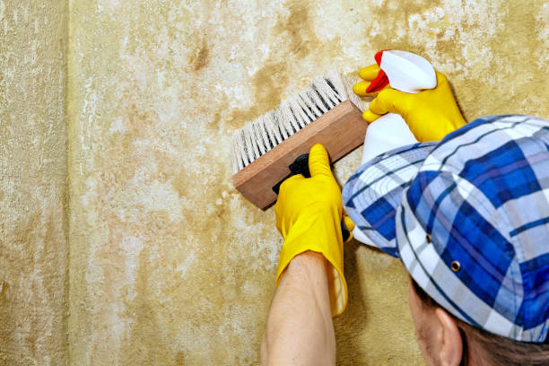 Best Asbestos and Lead Testing During Mold Inspection  in Carthage, NC